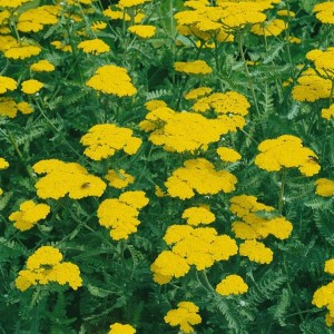 Teppich-Schafgarbe 'Aurea' mit leuchtend gelben Blüten als Bodendecker im Garten.