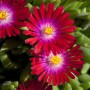 Nahaufnahme der Mittagsblume "Jewel" mit roten Blüten und gelber Mitte, Höhe 15-20 cm.