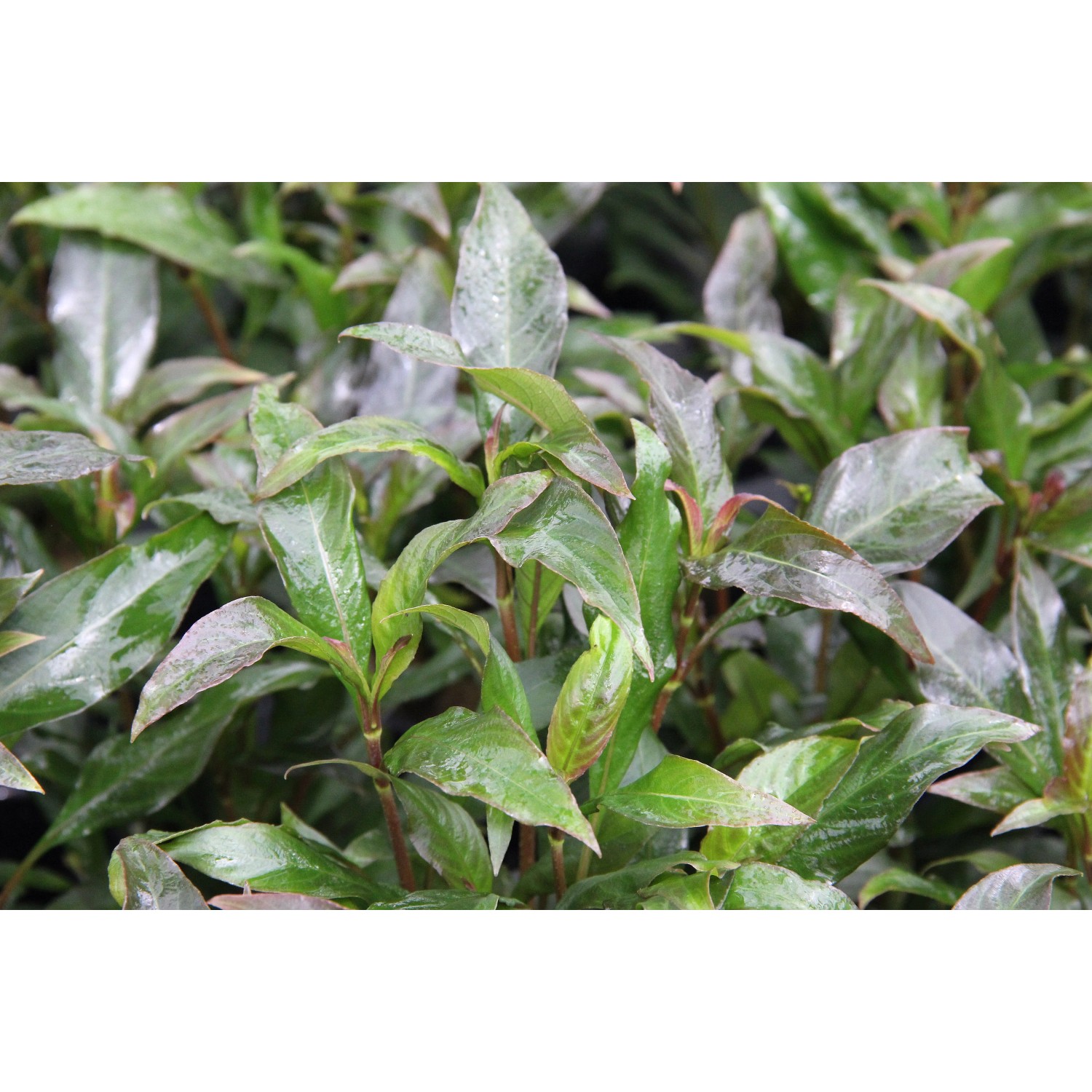 Dennerle Aquariumpflanze Hygrophila Corymbosa Stricta mit grünen Blättern.