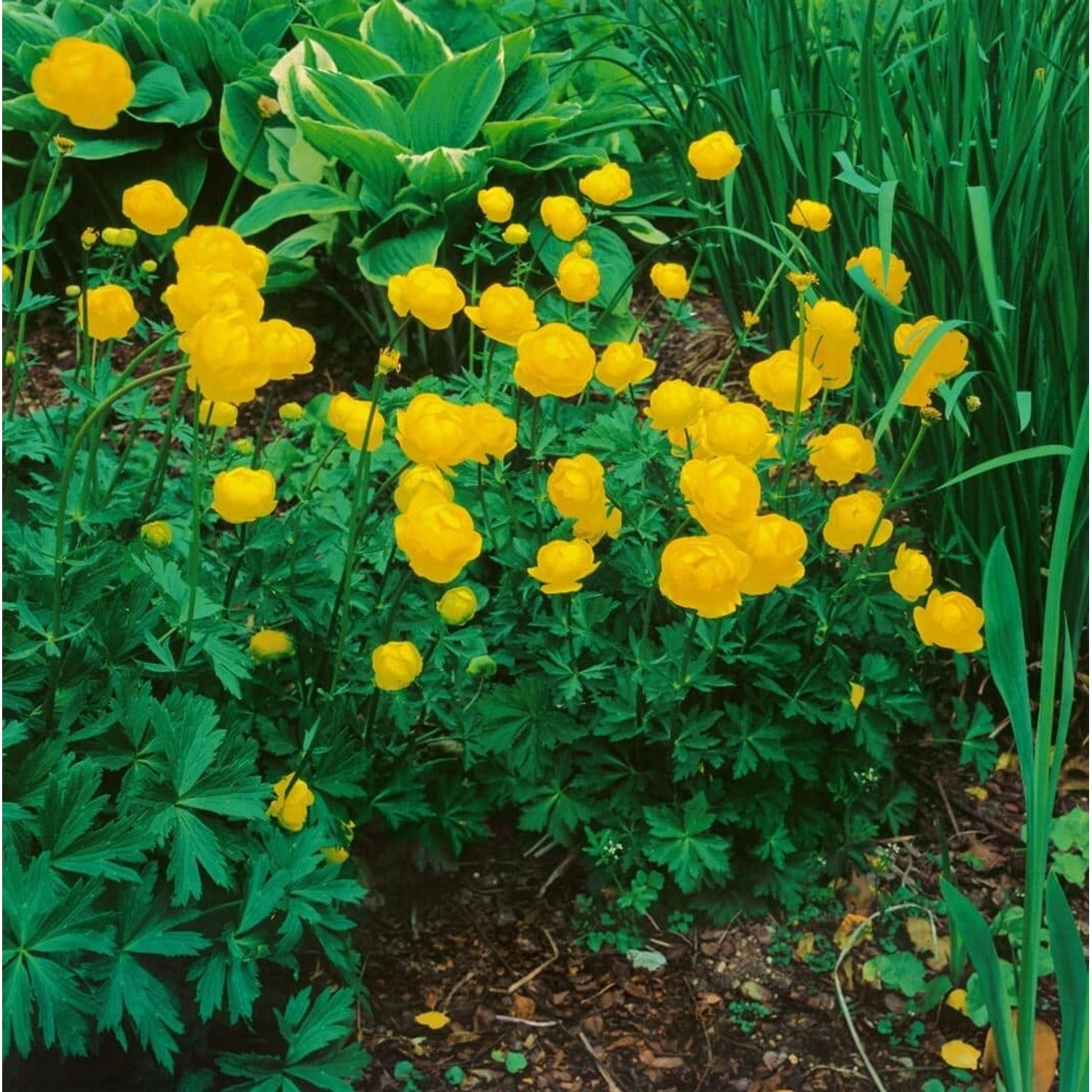 Trollius X Cult.'Earliest Of All' Trollblume Ca. 11x11 cm Topf günstig online kaufen