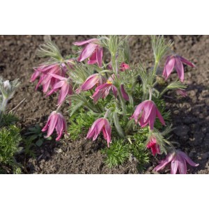 Rote Küchenschelle (Pulsatilla vulgaris Rubra) im 9x9 cm Topf, blühende Staude.