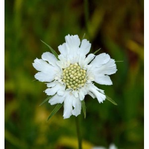 Weiße Kaukasus Skabiose Perfecta Alba Blüte mit hellgrüner Mitte, eine winterharte Staude für den Garten.