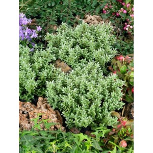 Hebe 'Cobb Valley' Staude, 10-15 cm, mit dichten, immergrünen Blättern im Gartenbeet.