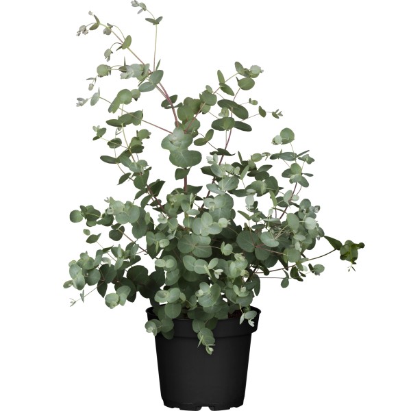 Schone Eukalyptus Pflanze Kaufen Obi Bild