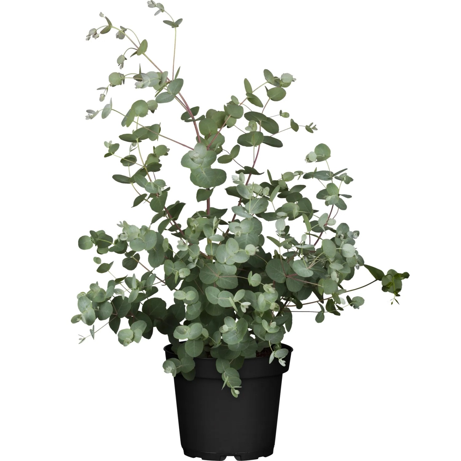 winterharter Eukalyptus Gunnii Ø 13 cm kaufen bei OBI