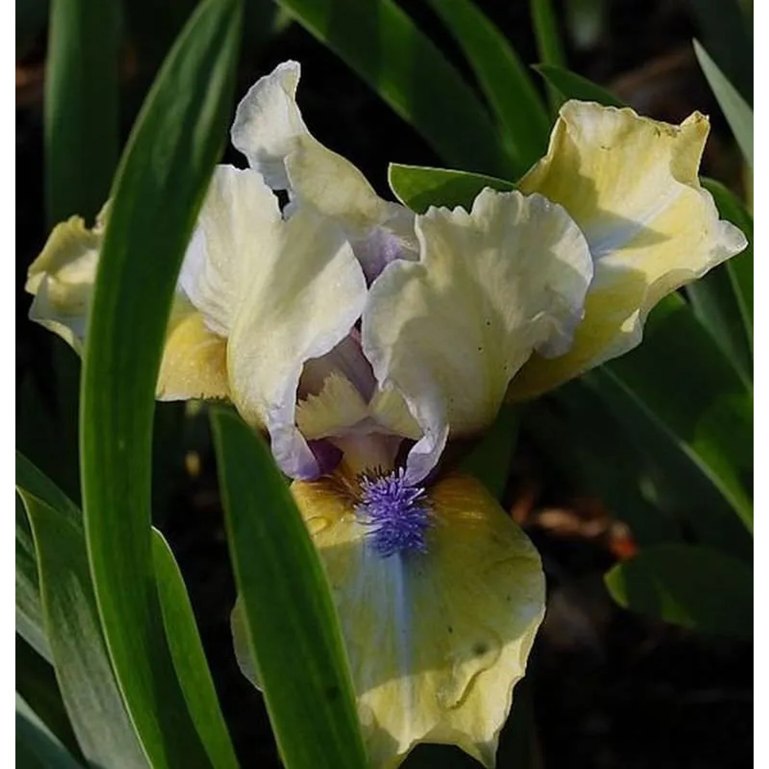 Zwergschwertlilie Stockholm - Iris barbata