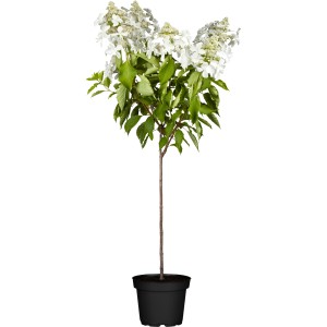 Rispenhortensie Switch im Topf, ca. 40-60 cm hoch, mit weißen Blütenständen.