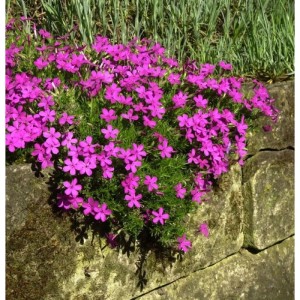 Teppich Flammenblume Crackerjack - Phlox Douglasii