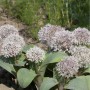 Blauzungenlauch (Allium karataviense) mit kugeligen, zartrosa Blüten im Garten.
