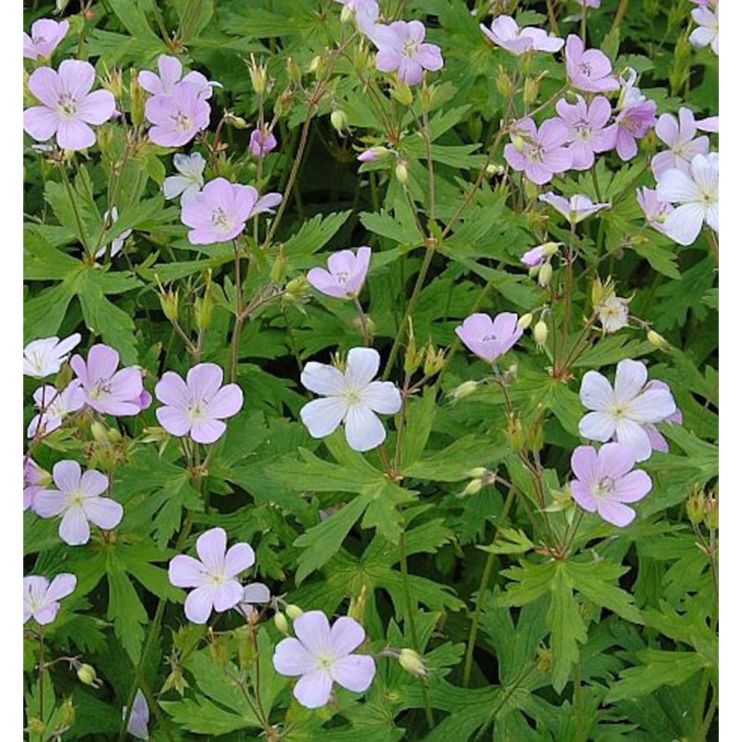 Storchenschnabel Chatto - Geranium maculatum günstig online kaufen