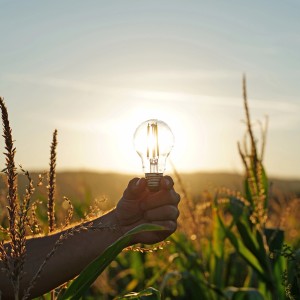 Hand hält Osram E14 LED-Leuchtmittel Tropfenform im Feld, warmweißes Licht.