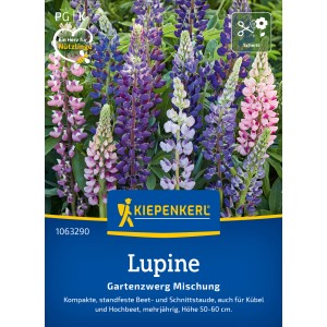 Kiepenkerl Lupine Garten-zwerg Mischung mit violetten, rosa und weißen Blüten.