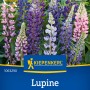 Kiepenkerl Lupine Garten-zwerg Mischung mit violetten, rosa und weißen Blüten.