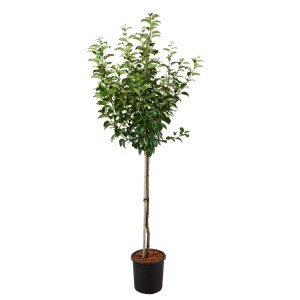 Zierapfel Evereste im Topf, ca. 125 cm hoch, mit grünen Blättern. Ideal für Garten und Terrasse.