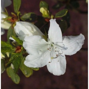 Japanische Azalee Luzi 40-50cm - Rhododendron obtusum - Zwerg Alpenrose