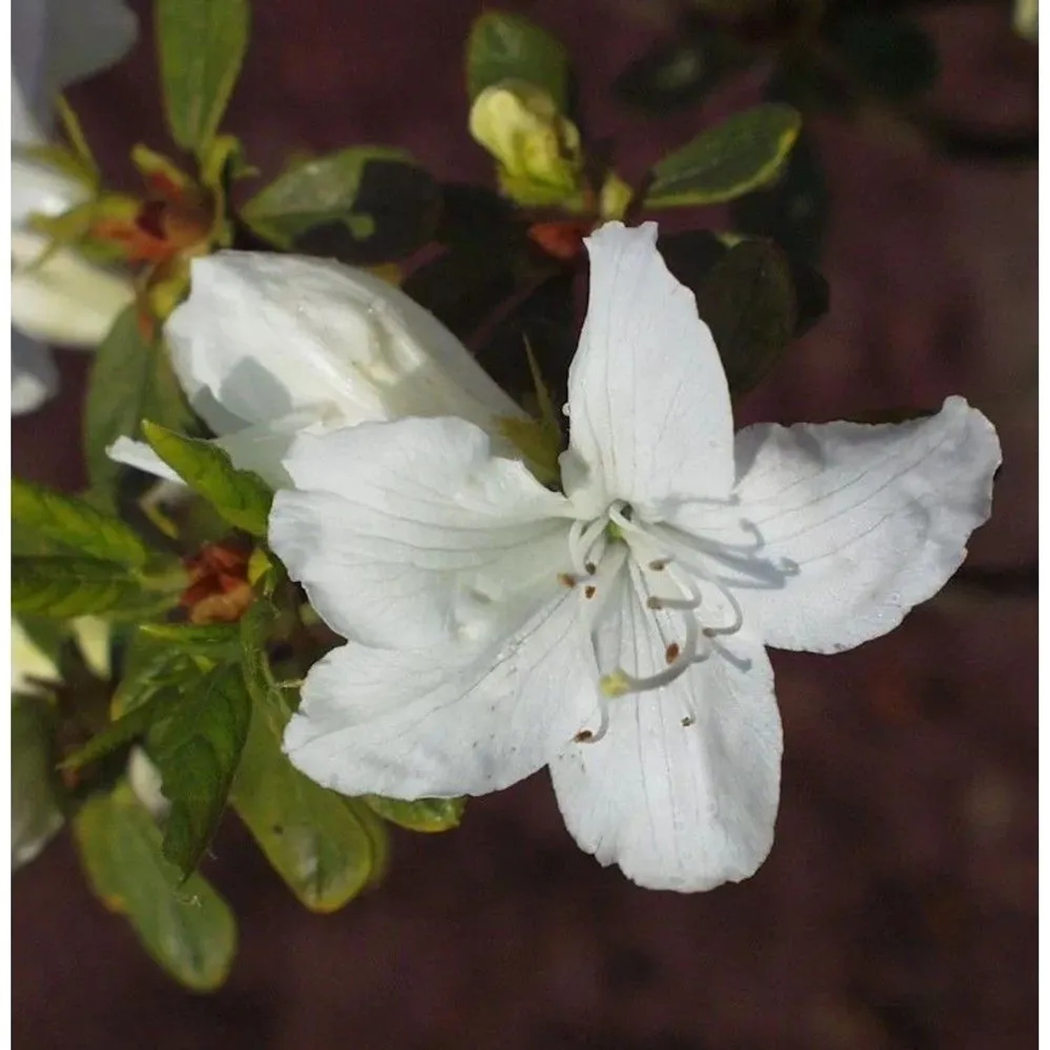 Japanische Azalee Luzi 40-50cm - Rhododendron obtusum - Zwerg Alpenrose