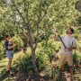 Mann schneidet Baum mit Fiskars Teleskop-Schneidgiraffe. Frau mit Gartenschere im Garten.