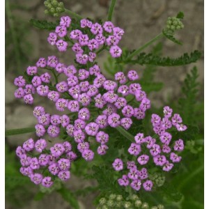 Nahaufnahme der Schafgarbe Lilac Beauty (Achillea millefolium) mit lilafarbenen Blüten.