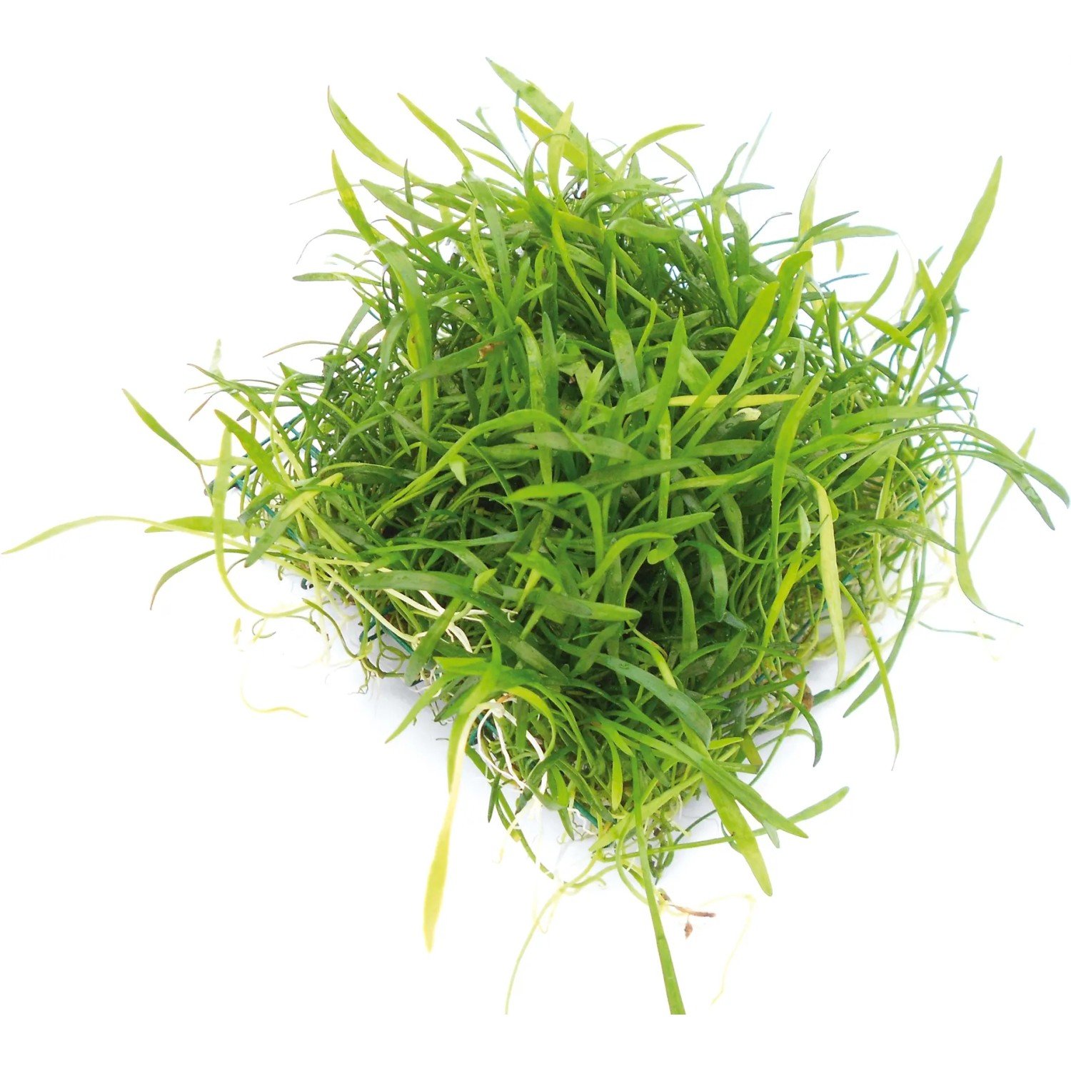 Dennerle Plants Aquariumpflanze Lilaeopsis Brasiliensis Pad 9 x 9 cm