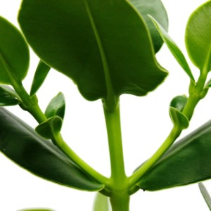 Detailaufnahme einer grünen Exotenherz Balsamapfel (Clusia Major) Zimmerpflanze.