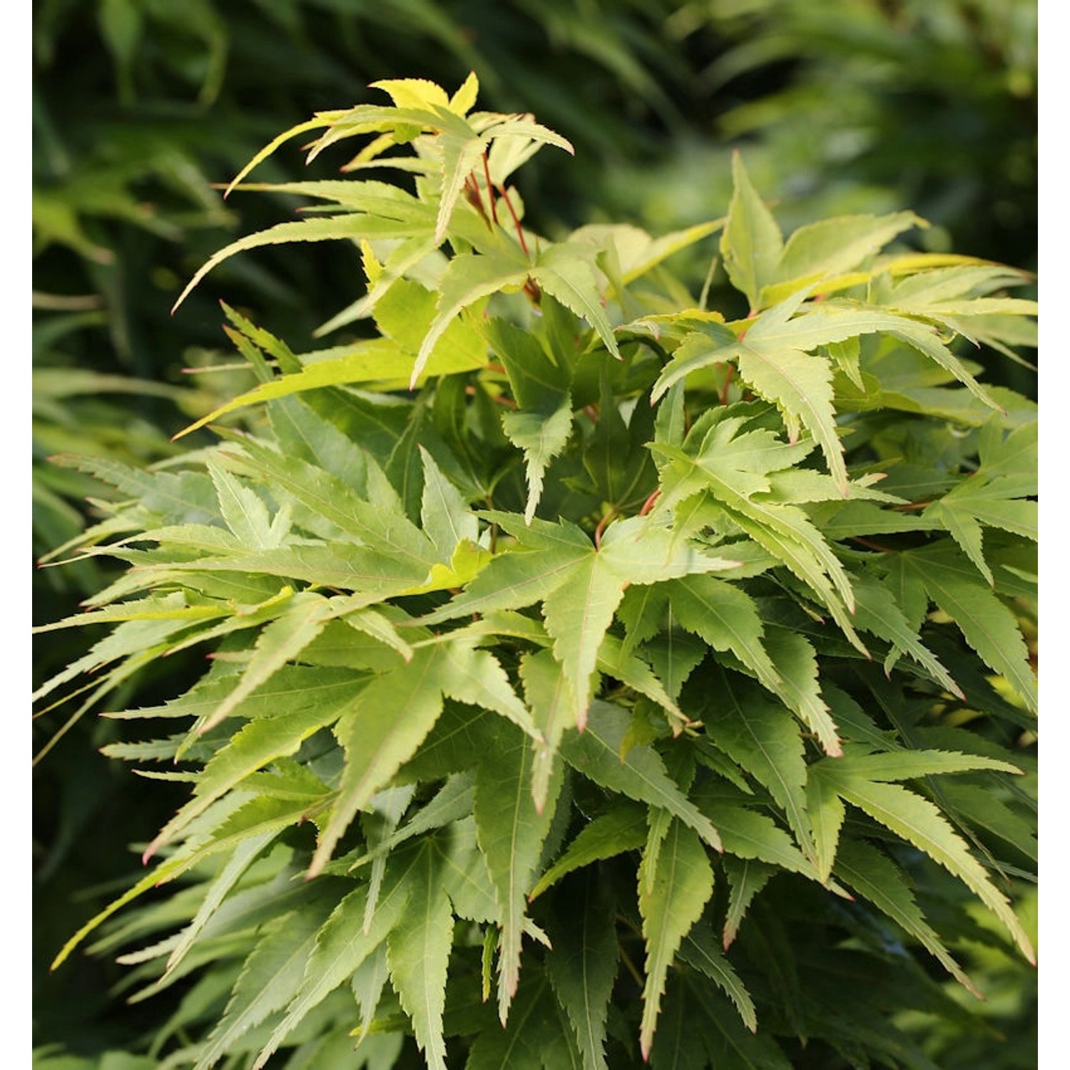 Fächerahorn Mikawa Yatsubusa 30-40cm - Acer palmatum günstig online kaufen