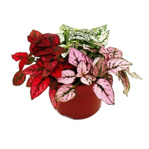 Dreifarbige Punktblume (Hypoestes) im 12cm Topf mit Blättern in Rot, Weiß und Rosa.