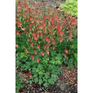 Kanadische Akelei 'Little Lanterns' im 9x9 cm Topf mit roten und gelben Blüten.