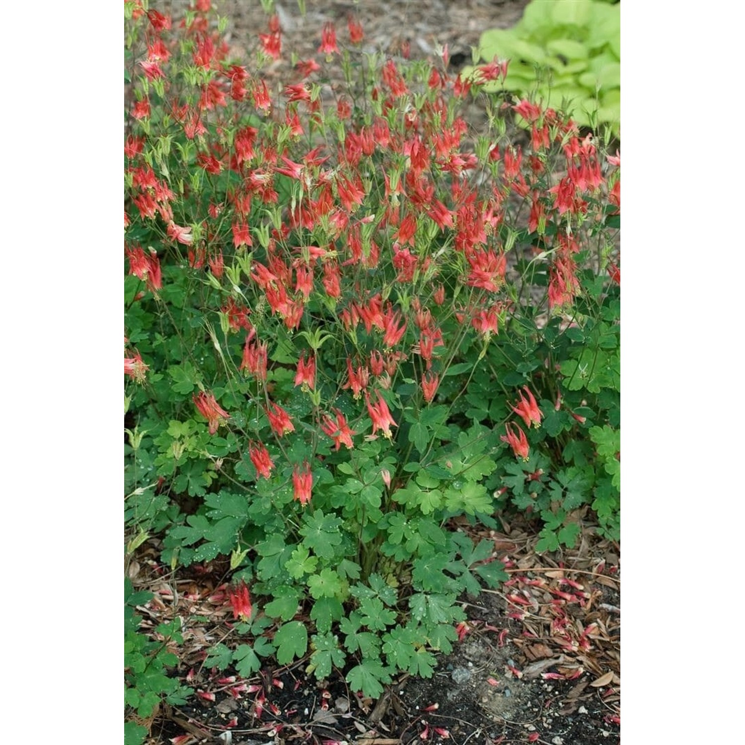Aquilegia Canadensis Little Lanterns Kanadische Akelei Ca. 9x9 cm Topf günstig online kaufen