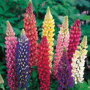 6 x Lupine 'Russell Hybrids' Lupinus Topf 9cm Hohe Blütenkerzen