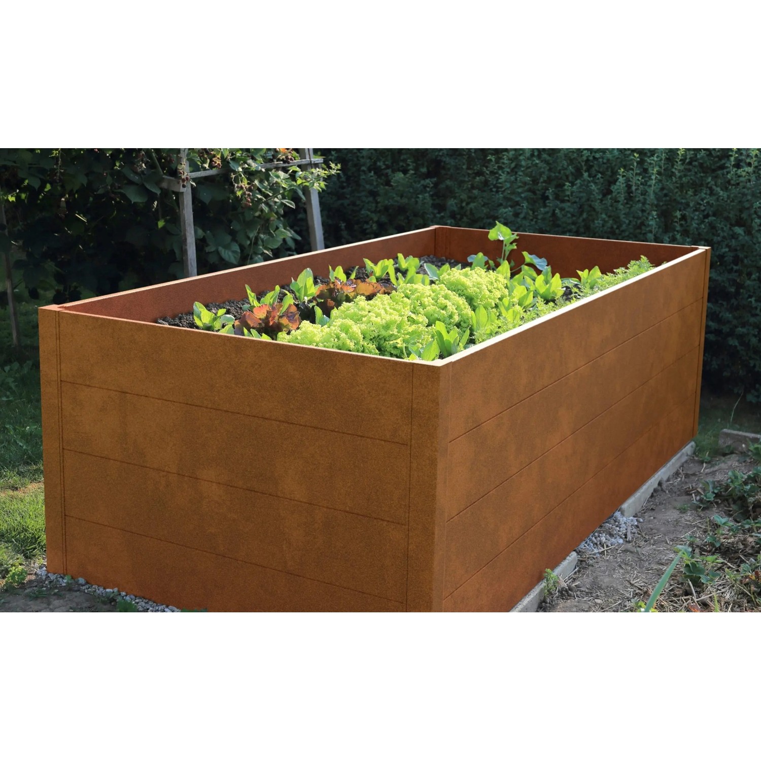 Guardi Metall-Hochbeet in Edelrost-Optik, 200x70x76 cm, bepflanzt mit Salat.