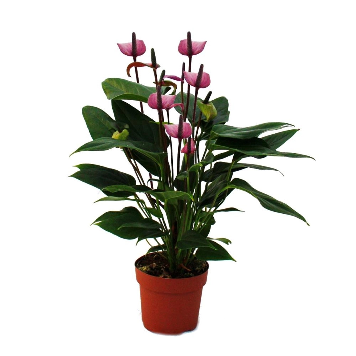 Exotenherz Flamingoblume Lila Fiorino Violett Anthurium Andreanum 12cm