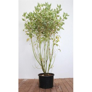 Cornus Alba Elegantissima, Weißer Hartriegel im Topf, 100-125 cm hoch.