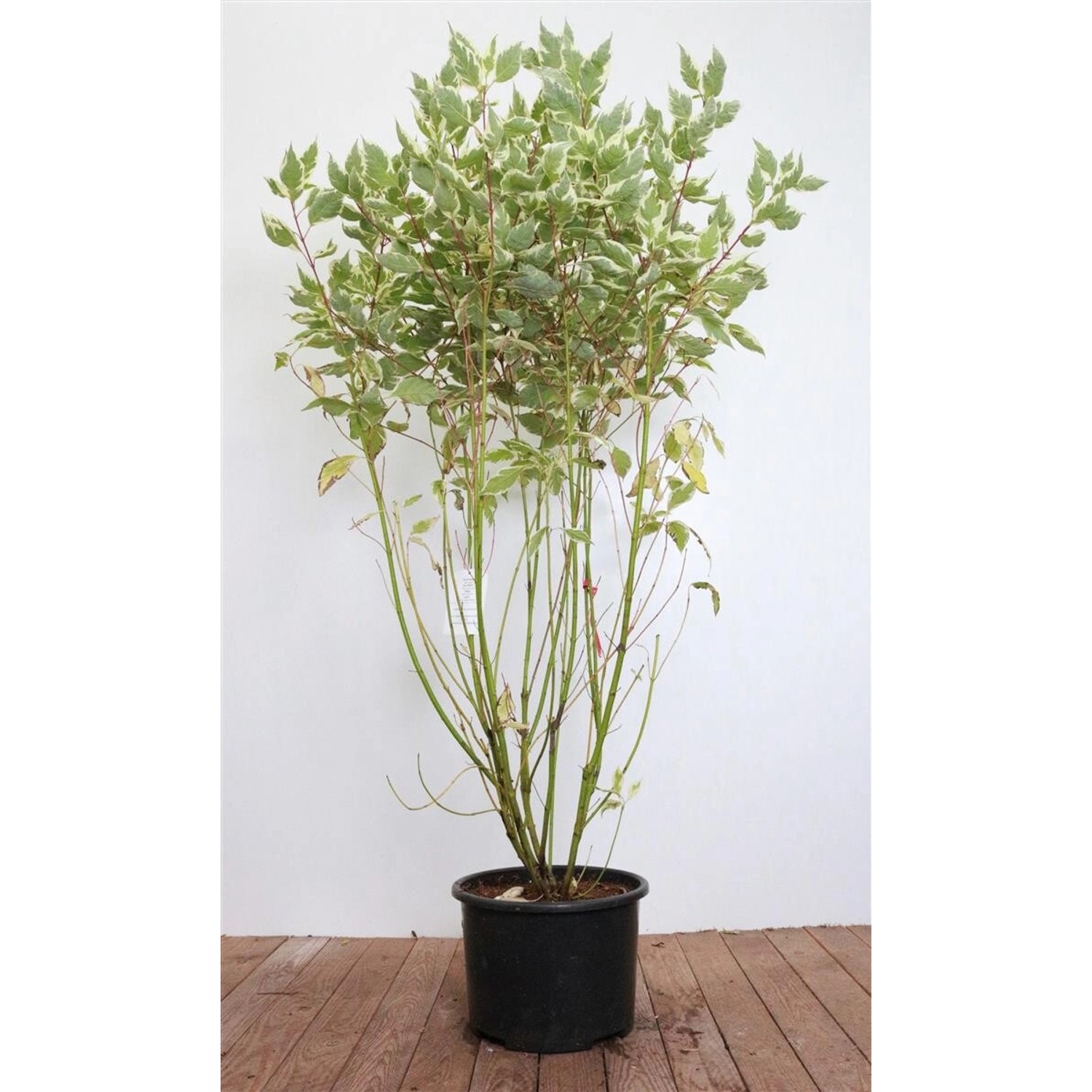 Cornus Alba Elegantissima Weißer Hartriegel 100–125 cm günstig online kaufen