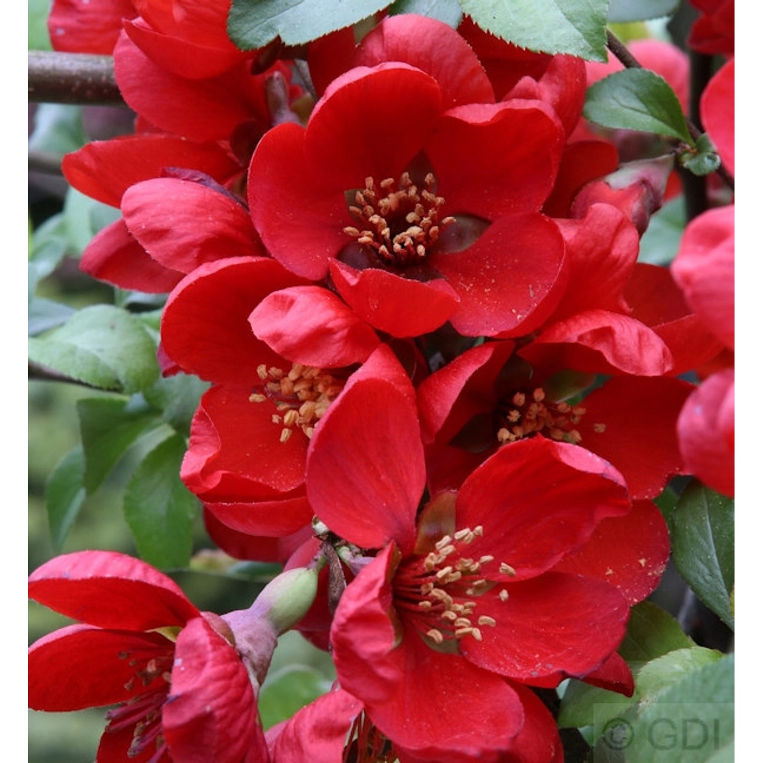 Niedrige Scheinquitte Sargentii 60-80cm - Chaenomeles japonica günstig online kaufen