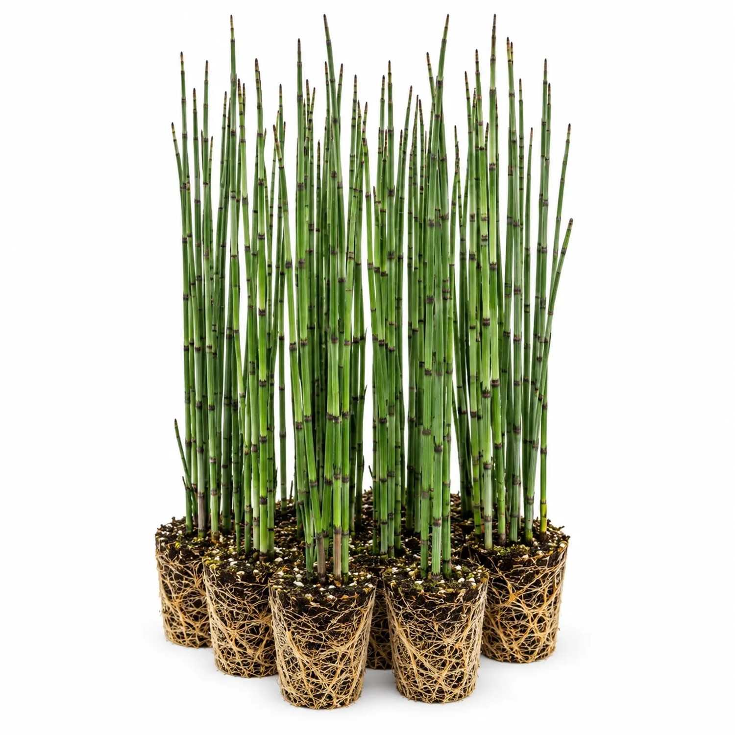 Vdvelde Teichschachtelhalm   Equisetum Fluviatile   12 Pflanzen