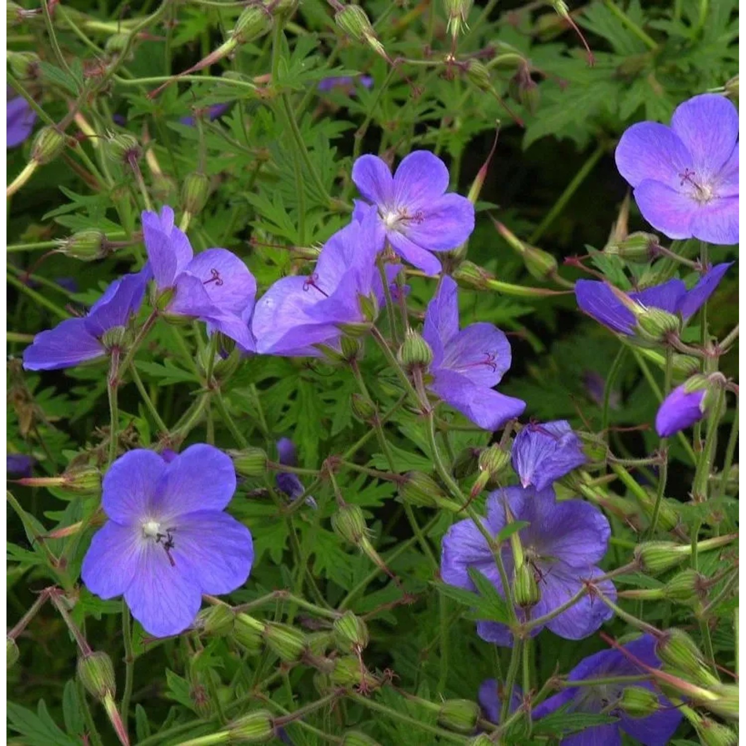 Pracht Storchschnabel Blue Blood - Geranium magnificum