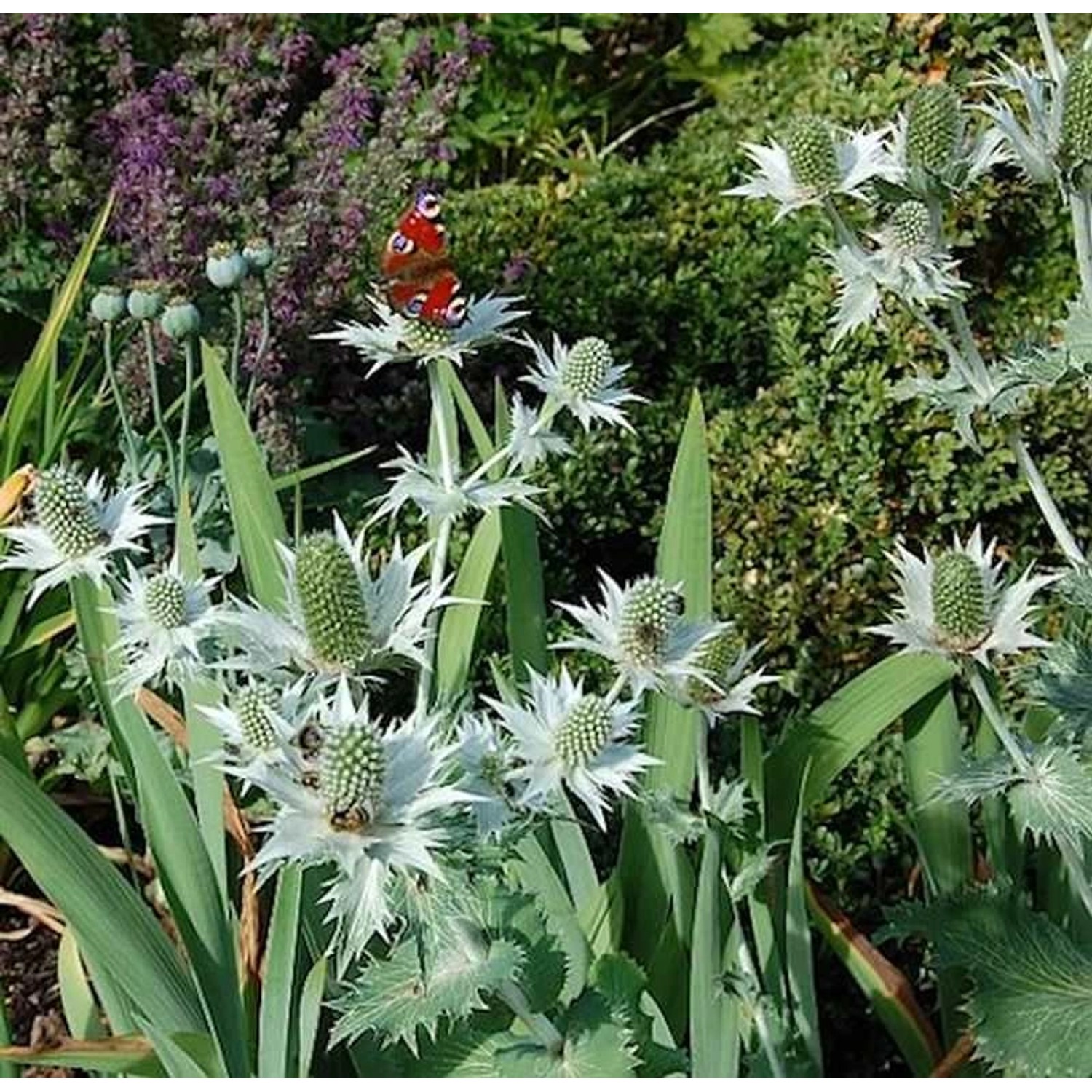 Elfenbeindistel Silver Ghost - Eryngium giganteum günstig online kaufen