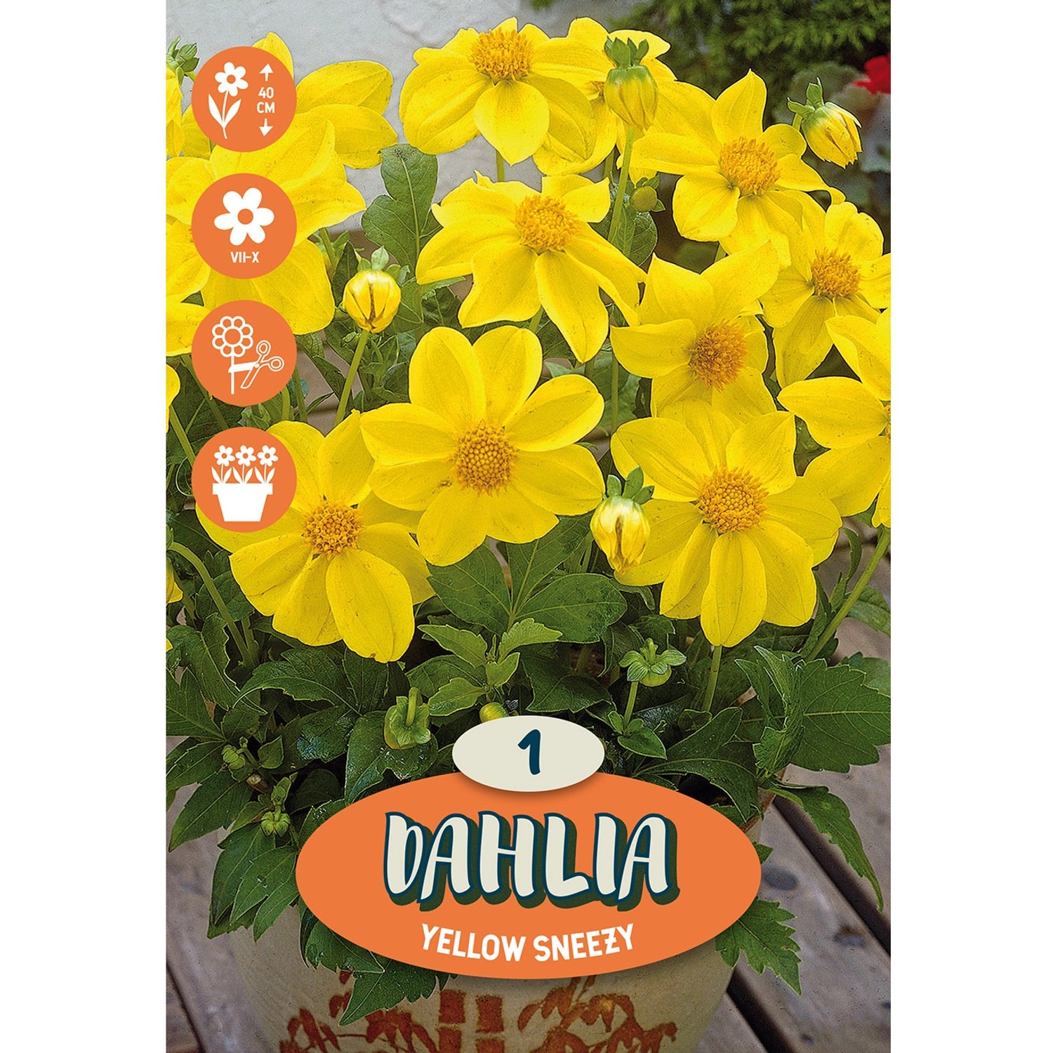 Dahlia ''Yellow Sneezy'' 1 Stück