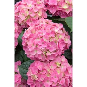 Nahaufnahme der rosa Blüten der Bauernhortensie Hydrangea 'Early® Pink'.
