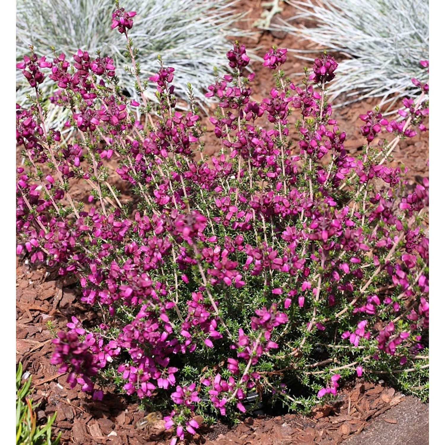 10x Grauheide Velvet Night - Erica cinerea günstig online kaufen