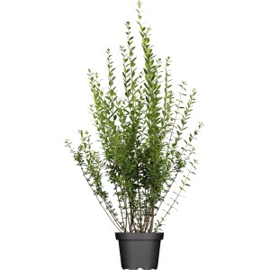 Wintergrüner Liguster Atrovirens im Topf, ca. 80-100cm hoch, ideal für Hecken.