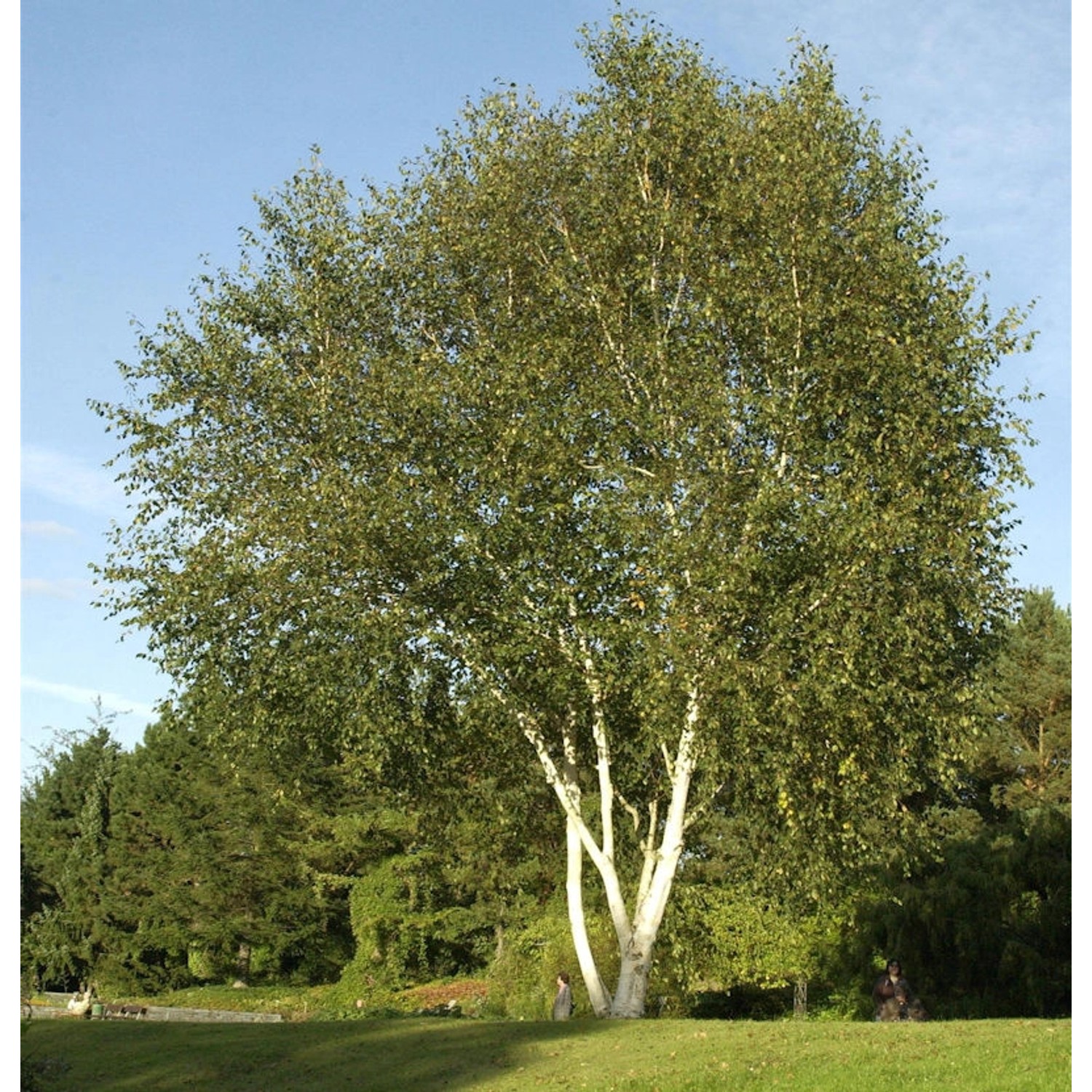 Himalaja Birke 100-125cm - Betula jacquemontii günstig online kaufen