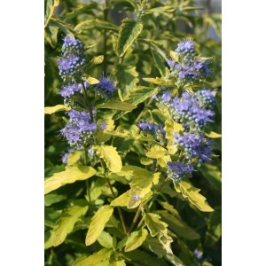 Bartblume 'Summer Sorbet' mit blau-violetten Blüten und gelb-grünem Laub.