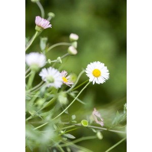 Blütenmeer: Spanisches Gänseblümchen (Erigeron), weiße und rosa Blüten im 9x9 cm Topf.