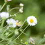 Blütenmeer: Spanisches Gänseblümchen (Erigeron), weiße und rosa Blüten im 9x9 cm Topf.