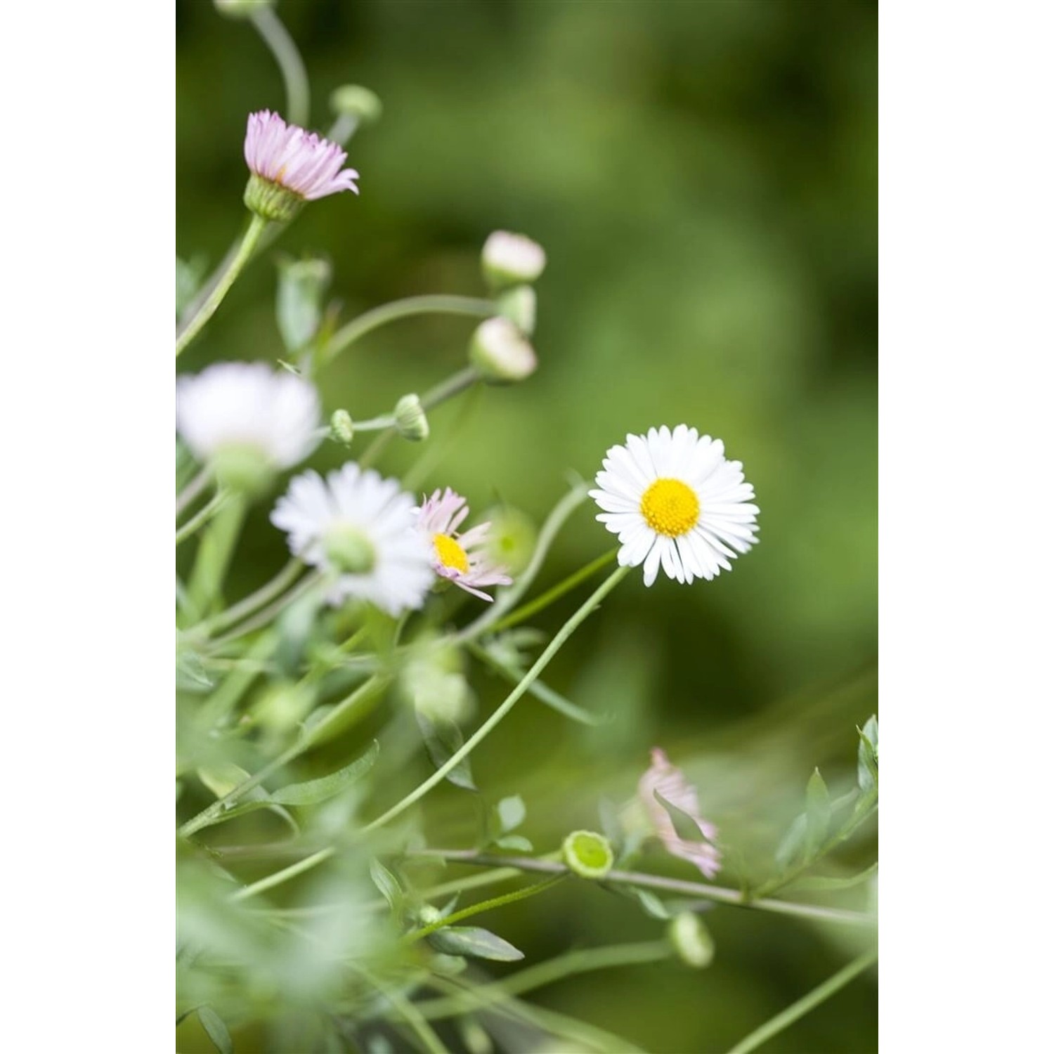 Erigeron Karvinskianus Blütenmeer Spanisches Gänseblümchen Ca. 9x9 cm Topf günstig online kaufen