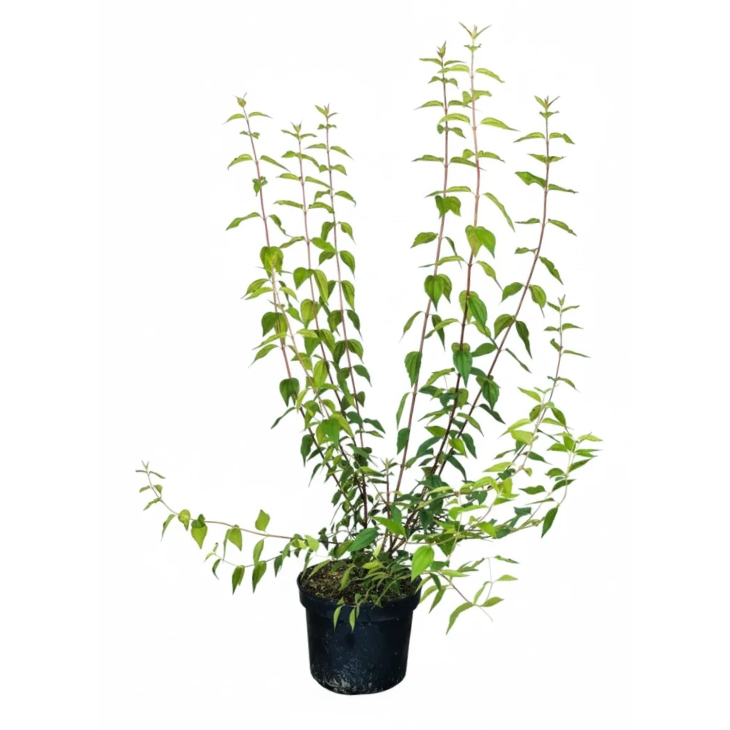 Baumfink Pfeifenstrauch Erectus Duftjasmin Erectus als Topfpflanze 40-60cm