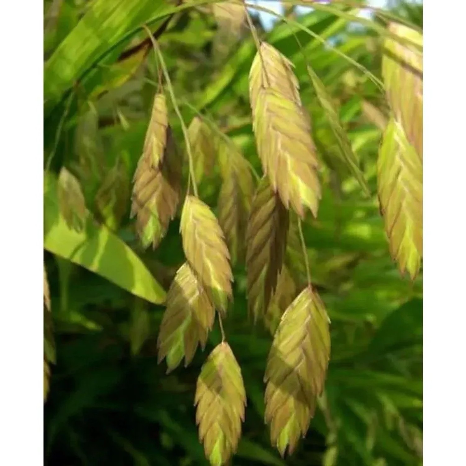 Plattährengras - Chasmanthium,atifolium