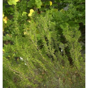 Rosmarin Weihenstephan - Rosmarinus officinalis