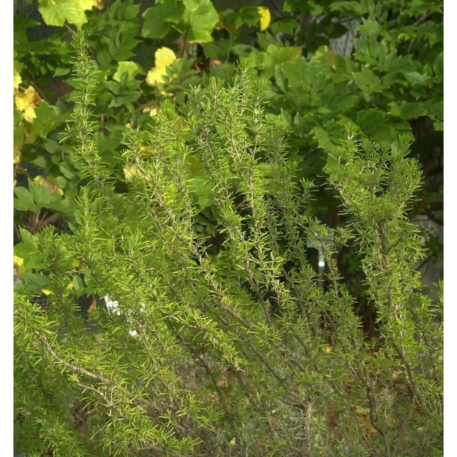 Rosmarin Weihenstephan - Rosmarinus officinalis